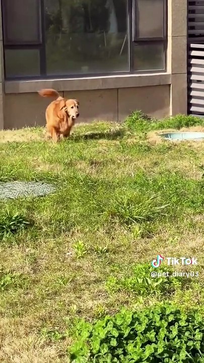 Today’s Mission. #catsoftiktok #foryou #fyp #foryoupage #funnyvideos #cute #pet