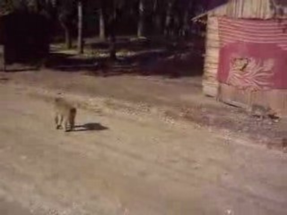 Singes au Maroc a Ifrane nature beauter 2