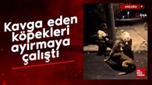 Ankara’da sokak köpeklerinin kavgasını güçlükle böyle ayırdı