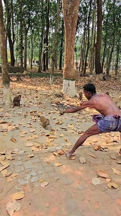 ,,,,,,,,,,,,,,,Monkeyman playing with monkeys,,,,,,,,,,