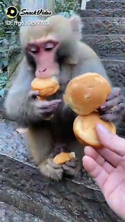 The most greedy monkey