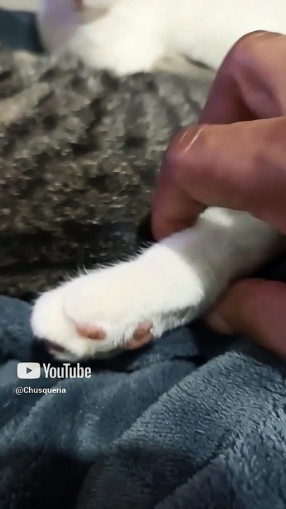 Con la pierna bien extendida el gato pernanca y el gatito chamacorron responden sus comentarios