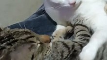 Son muy bonitos los gatitos pernanca y chamacorron ayudando a responder los comentarios #shorts