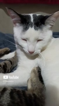 el gato pernanca y el gatito chamacorron les responden a todos los que dejan mensaje #shorts