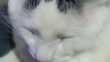 Respondiendo a los comentarios de los suscriptores gato pernanca y gatito chamacorron #shorts