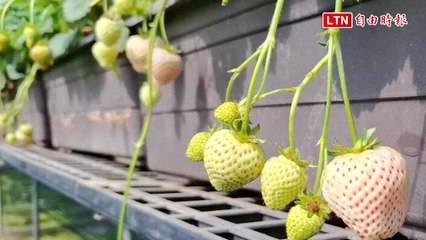 嘉義果園草莓吃到飽超狂 有人30分鐘吃132顆