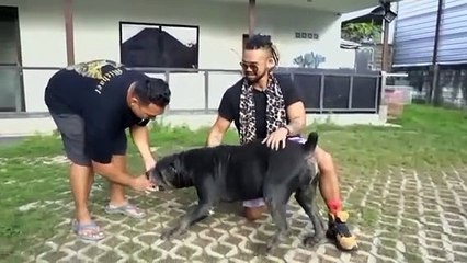 Anjing raksasa, bringas