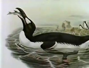 Haunted Cry of a Long Gone Bird