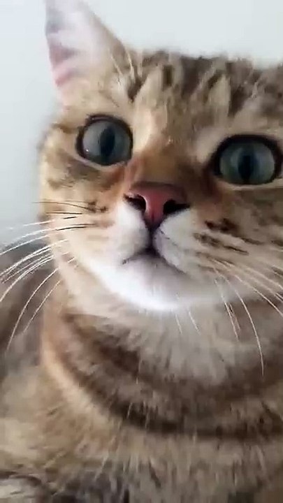 Kitten meowing to attract cats