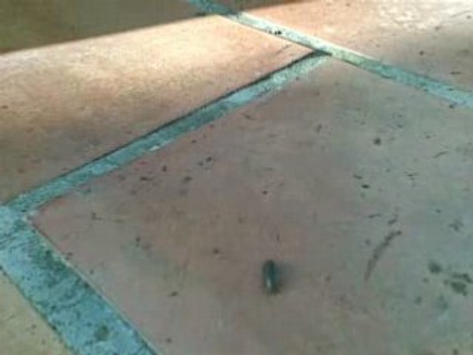 Vidéo082
