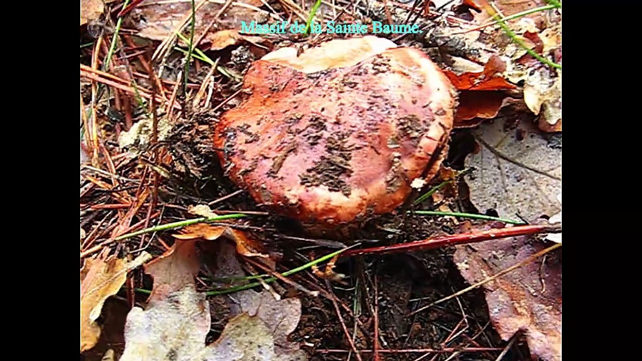 Tricholoma colossus. Champimaginatis. English Text4