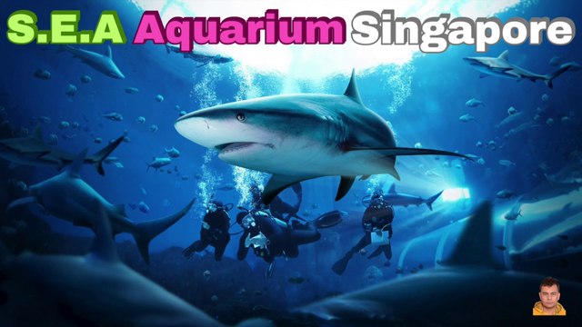 Sea Aquarium Singapore Tour | Resorts World Sentosa | Singapore | Singapore Oceanarium | Saltwater Aquarium | Aquarium | 44