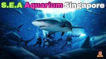 Sea Aquarium Singapore Tour | Resorts World Sentosa | Singapore | Singapore Oceanarium | Saltwater Aquarium | Aquarium | 44
