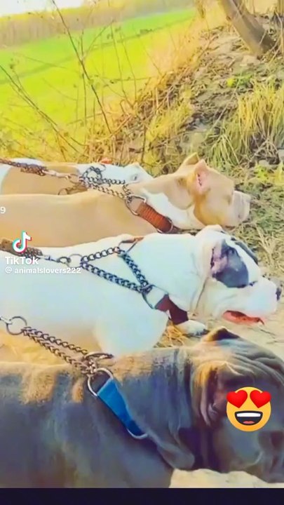 #pitbull