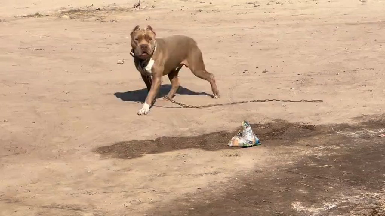 #pitbull