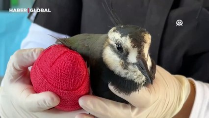 Bir ilk oldu: Kanadı kırılan kız kuşuna özenli tedavi