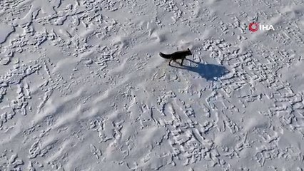 Tilkinin dronla eğlenceli imtihanı