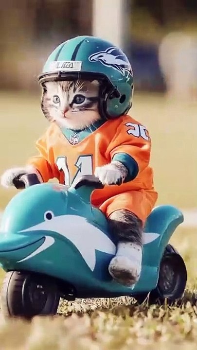 Cat Rider