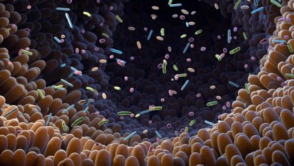Did You Know? Your Body Contains More Bacteria Than Human Cells