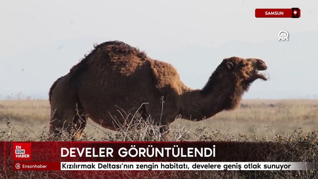 Samsun Kızılırmak Deltası'nda develer görüntülendi