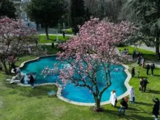 Baharın müjdecisi manolya ağaçları çiçek açtı! Ihlamur Kasırları renklendi