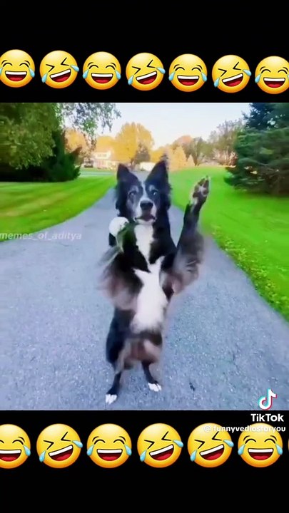 The most funny Dog dance ever :-)