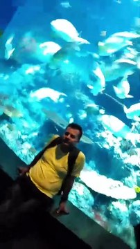 Sea Aquarium Singapore Tour | Resorts World Sentosa | Singapore | Singapore Oceanarium | Saltwater Aquarium | Aquarium | 45