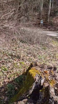 Here is my new Video in Swiss jungle and mountains 2025