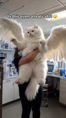 Is this even a real cat?! 🤯🐱