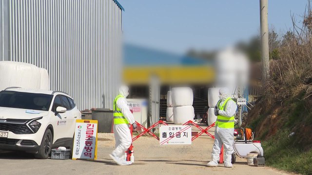 방역대 바깥서도 구제역 발생...전남 '방역 비상' / YTN
