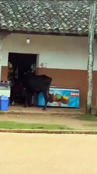 VACA ENTRE A TIENDA