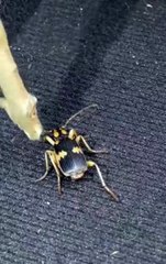 Cet insecte envoi des bombes pour se protéger... Bombardier Beetle