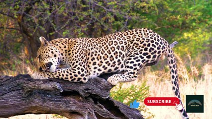 The Secret Life of Leopards | Nature's Stealthy Predators