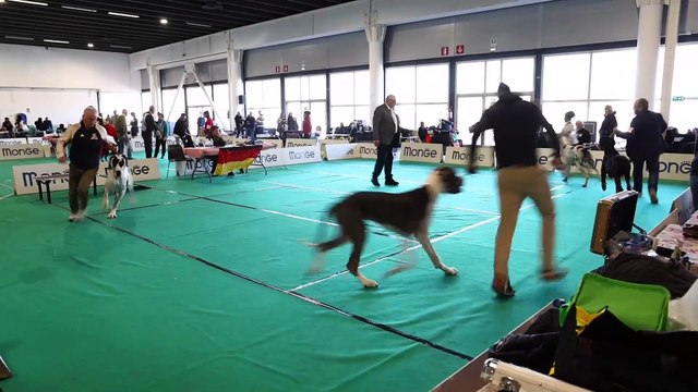 Concorso di bellezza per cani a Ferrara Expo