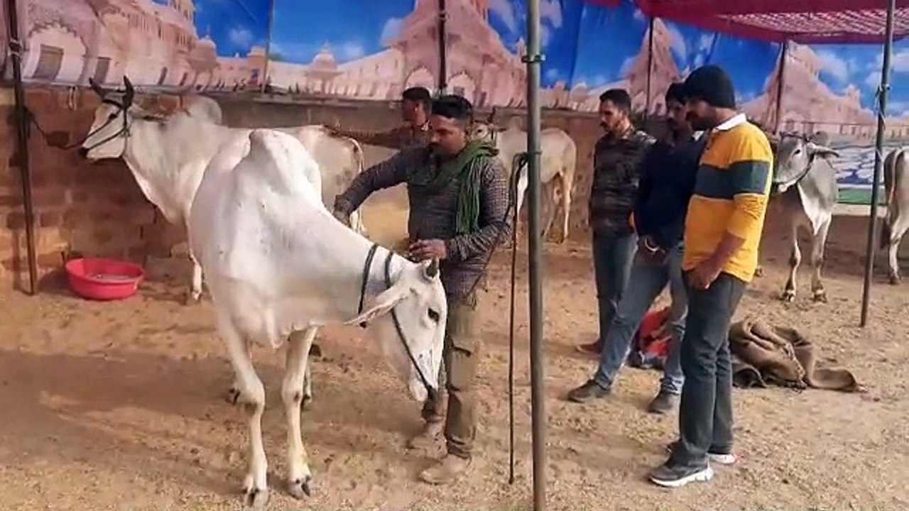 बाजारों में बिकेंगे गौशालाओं में तैयार गौ काष्ठ उत्पाद