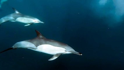 Amazing Dolphins: Intelligent and Playful Creatures 🐬