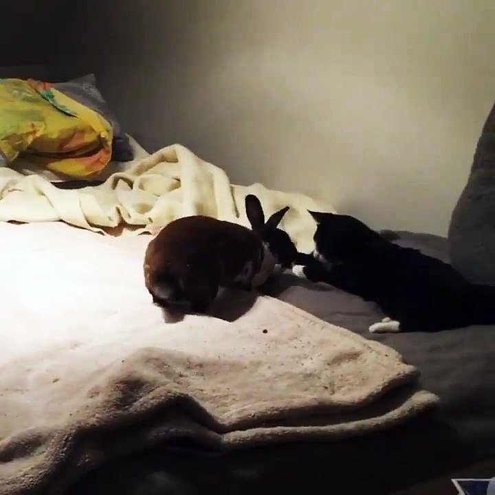 🐾 Prepare for a cuteness overload in our latest video, "CatsAndBunnies