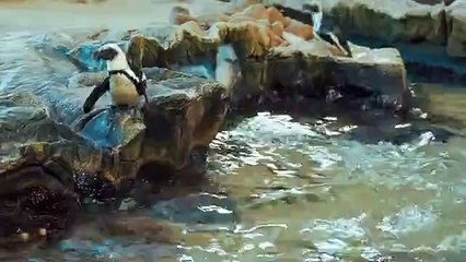 Time for a Refreshing Dip 🌊