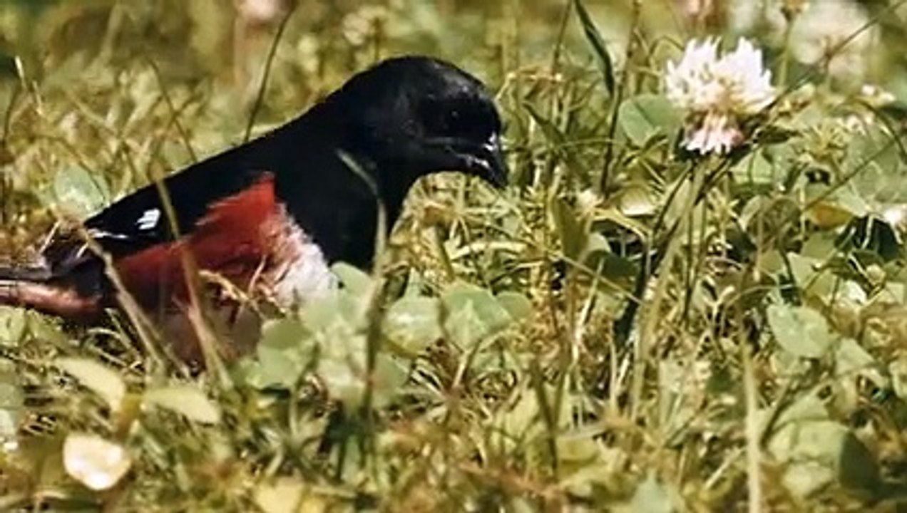 Bird walk