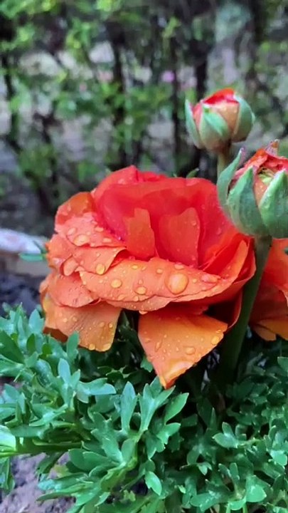 Orange Rose so beautiful
