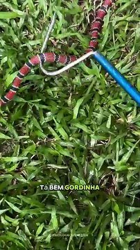 Serpente mais venenosa do Brasil vomita cobra-de-duas-cabeças em resgate inusitado em SC