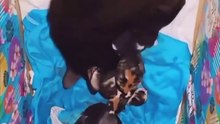 Hamilelik döneminde kedi dostu için yuva yapmaya çabalayan güvercin, doğum sonrasında ise ziyaretini eksik etmiyor 🥲
