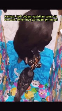 Hamilelik döneminde kedi dostu için yuva yapmaya çabalayan güvercin, doğum sonrasında ise ziyaretini eksik etmiyor 🥲