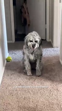 Perrito se vuelve viral por su peculiar forma de mostrar los dientes