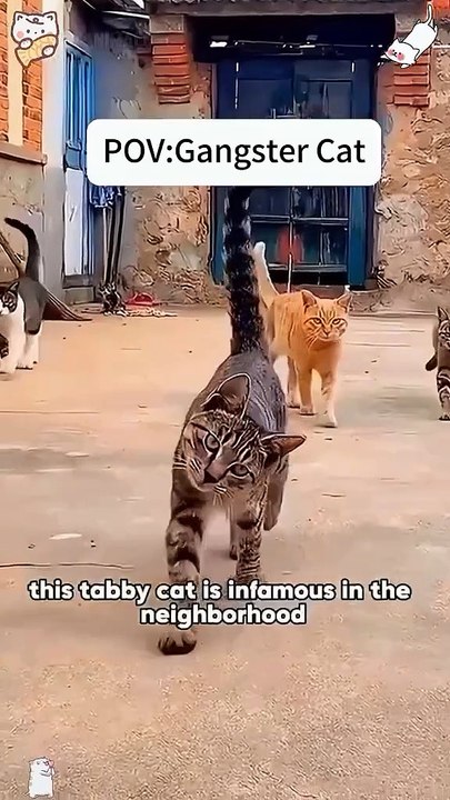 Gangster cat