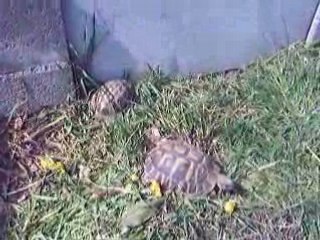 mes tortues
