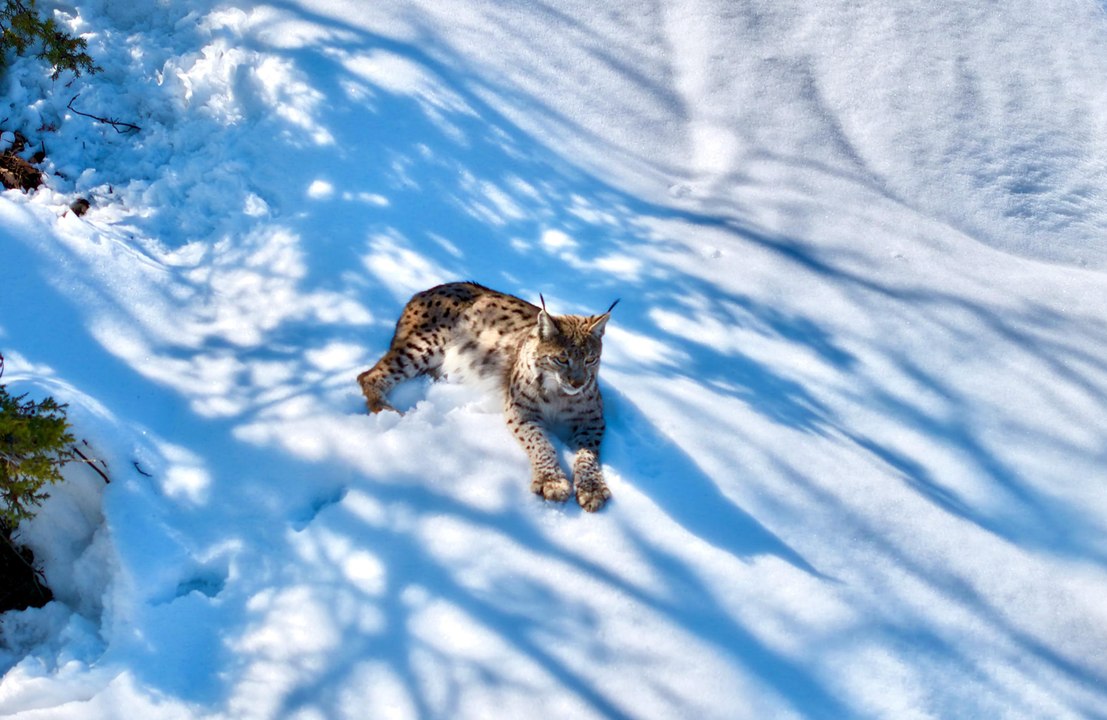 Tunceli'de ‘Ormanın hayaleti' olarak bilinen vaşak, havadan görüntülendi