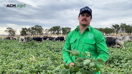Speckle Park are perfect fit for Darling Downs paddock to plate business
