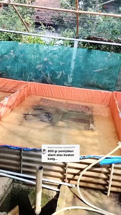 Teknik pemijahan lele itu ada 3 dan yang menentukan pilihan itu kalian, bukan rekomendasi