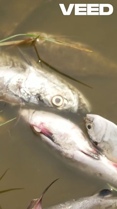 Fish are important for earth?  #doomsday #fish #earth